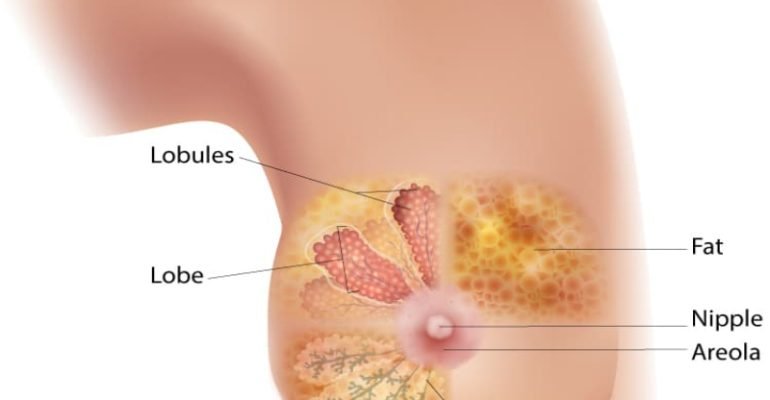 female-breast-diagram-750px (1)